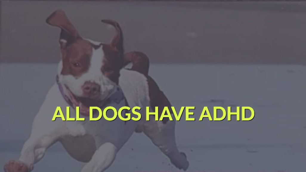 All Dogs have ADHD